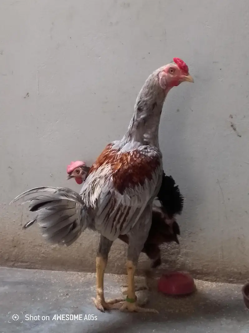 four pairs hens — photo 7