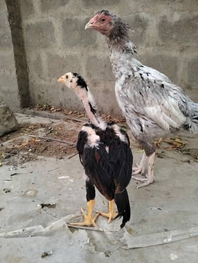 Jageri Breed