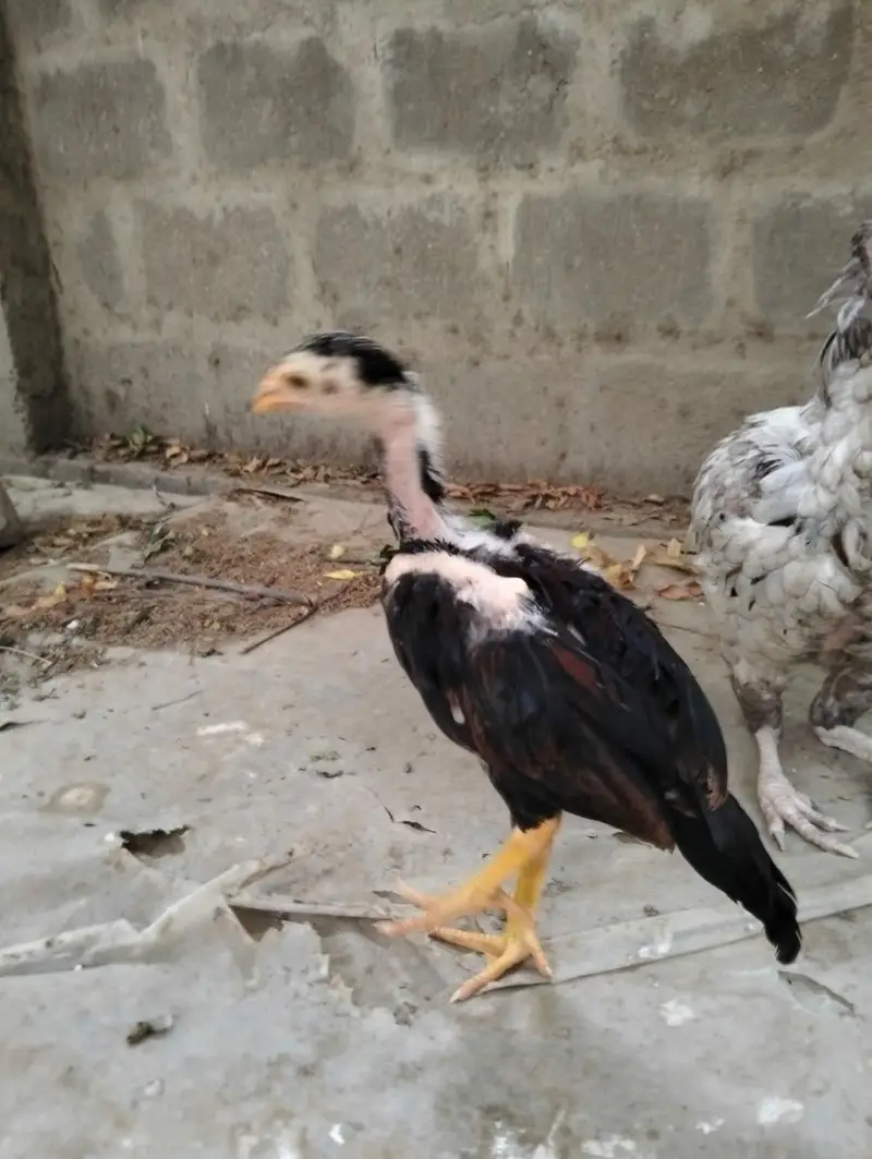 Jageri Breed — photo 2