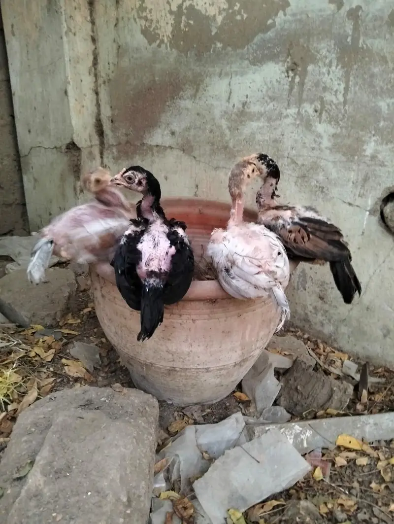 Jageri Breed — photo 4