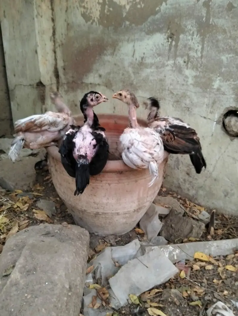 Jageri Breed — photo 5