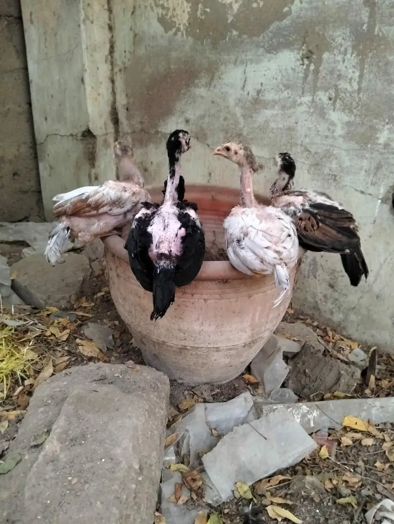 Jageri Breed — photo 6