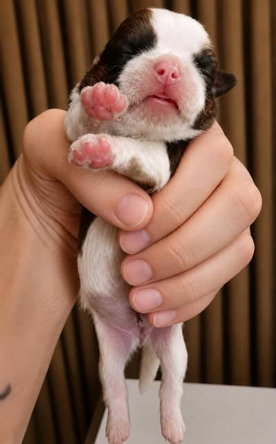 Shih Tzu / Shitzu Highly pedigreed puppies