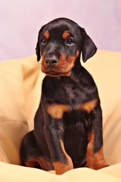 Doberman female importd show class female