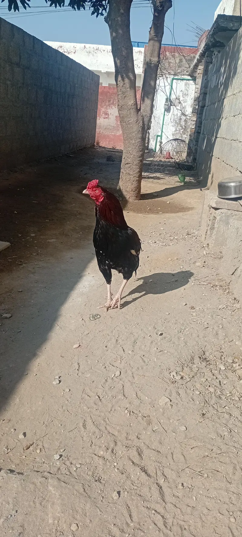1 aseel murga — photo 2