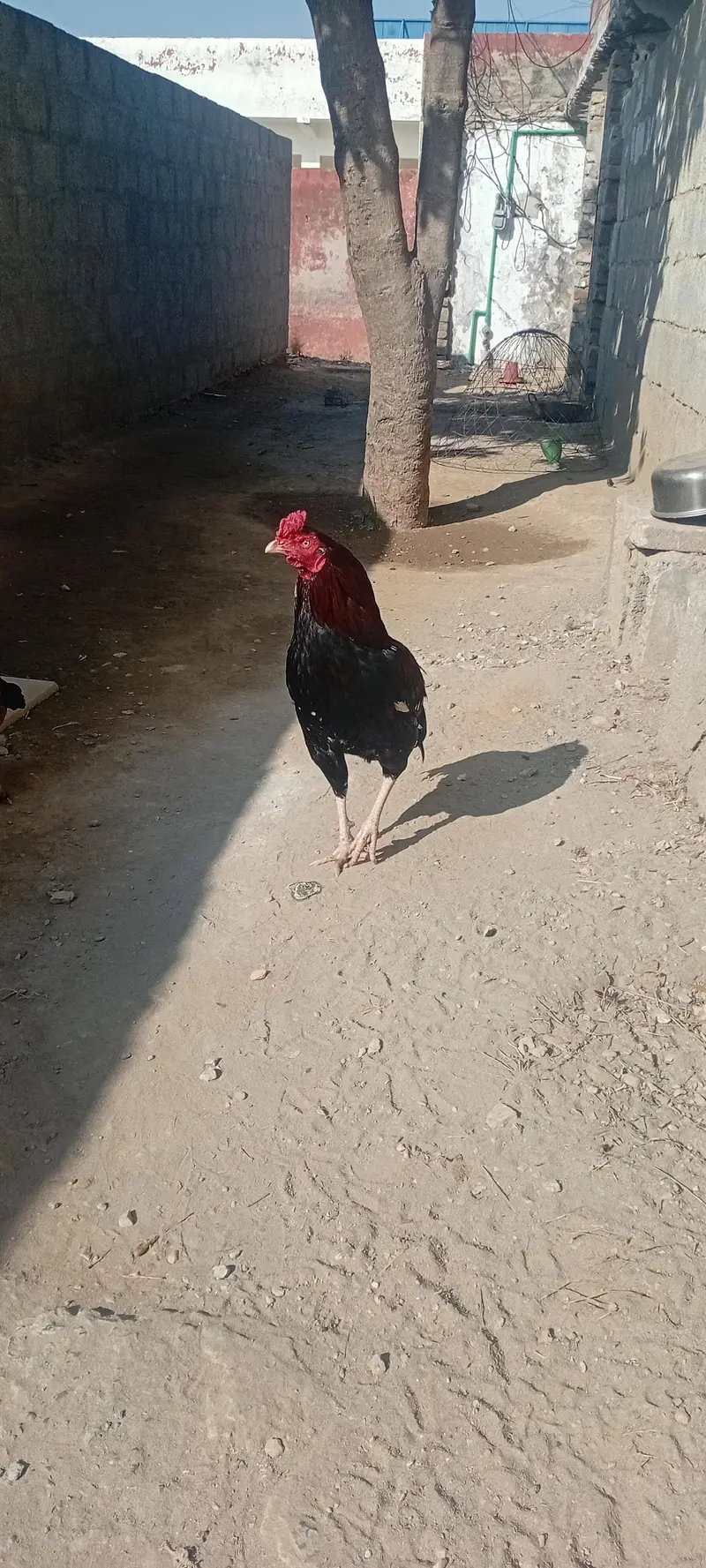 1 aseel murga — photo 3