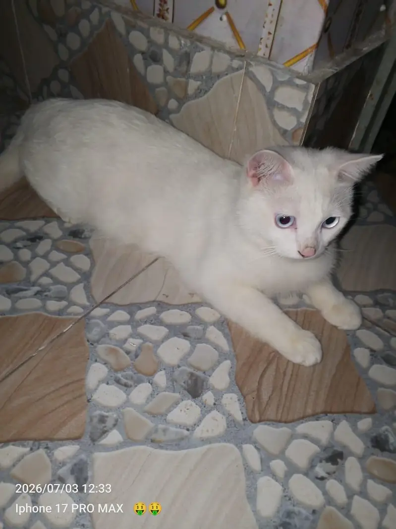 persian cat — photo 2