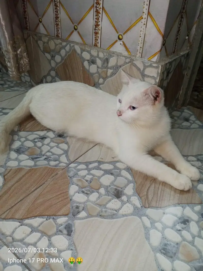 persian cat — photo 3