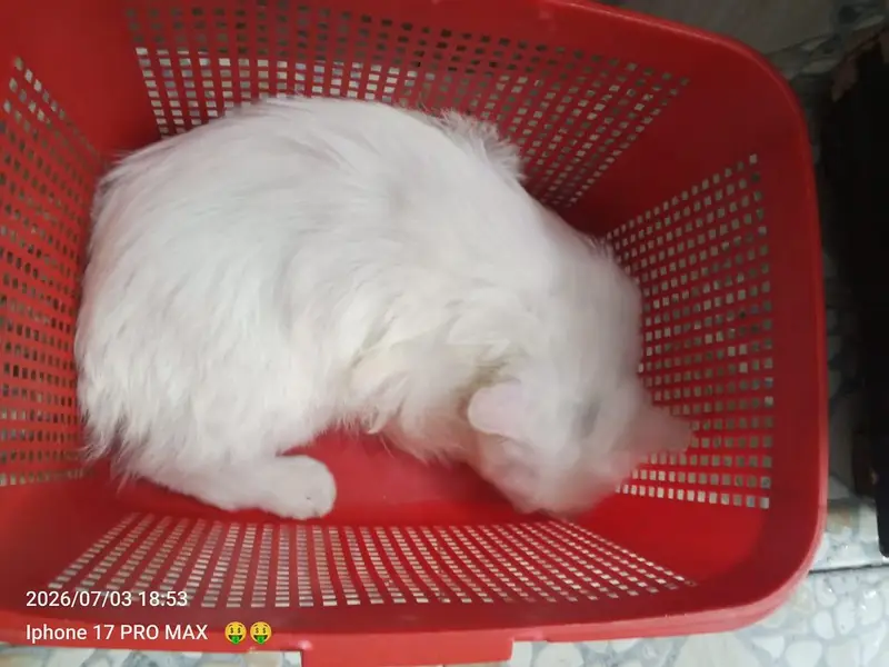 persian cat — photo 4