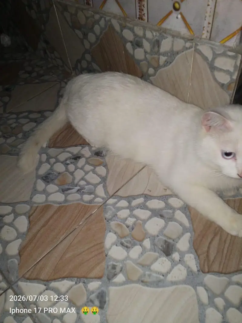persian cat — photo 5