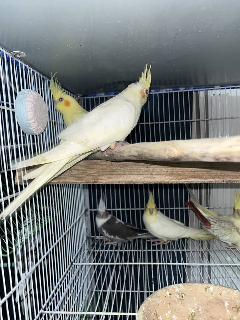 Cocktail pathay 3