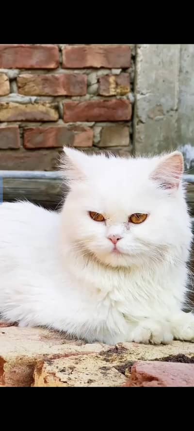 Persian cat
