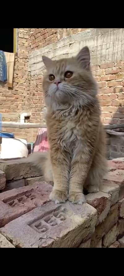 Persian cat