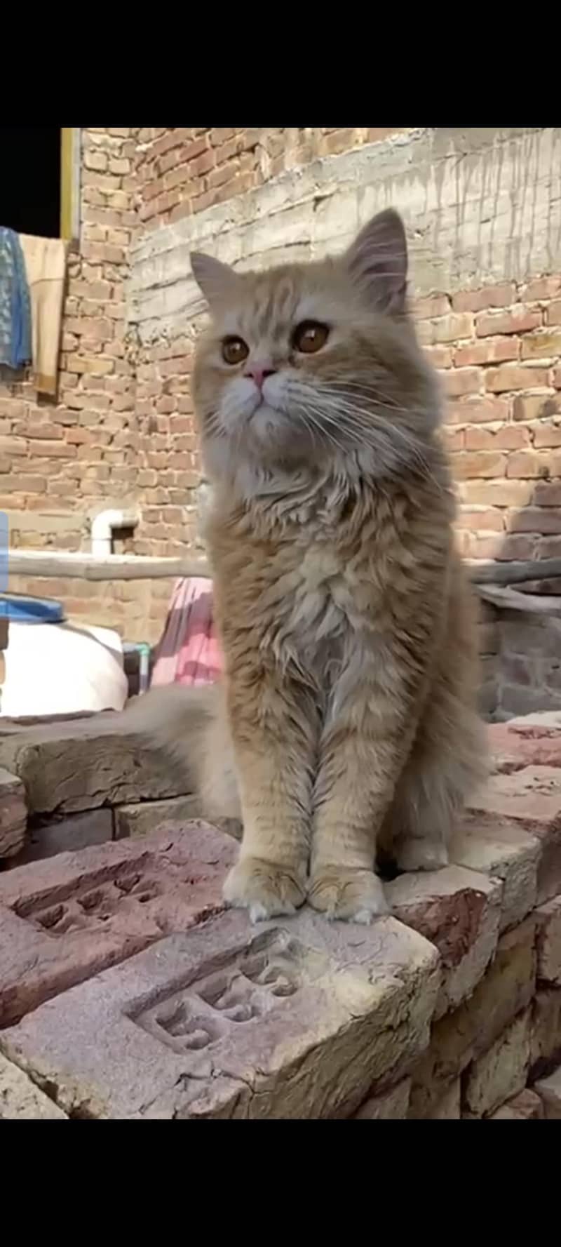 Persian cat 1