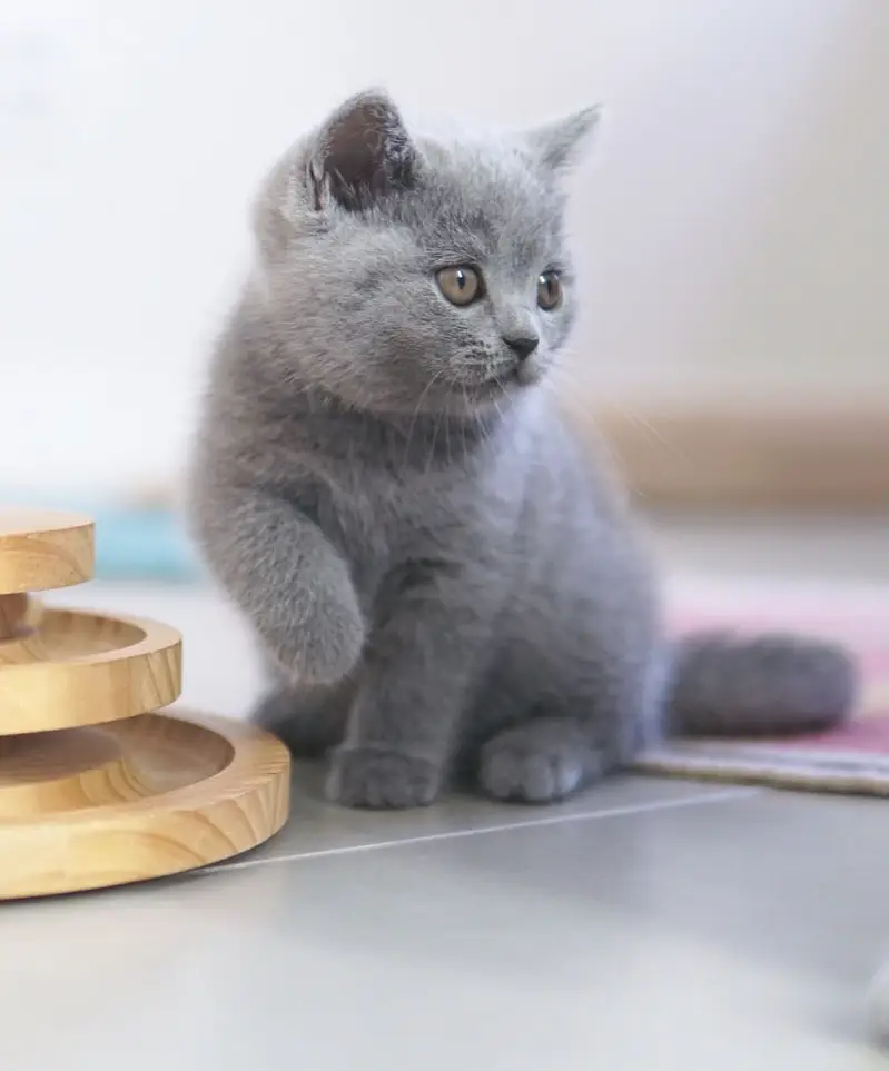 British Shorthair | Scottish Fold | Munchkin | Maine Coon | Bengal — photo 2