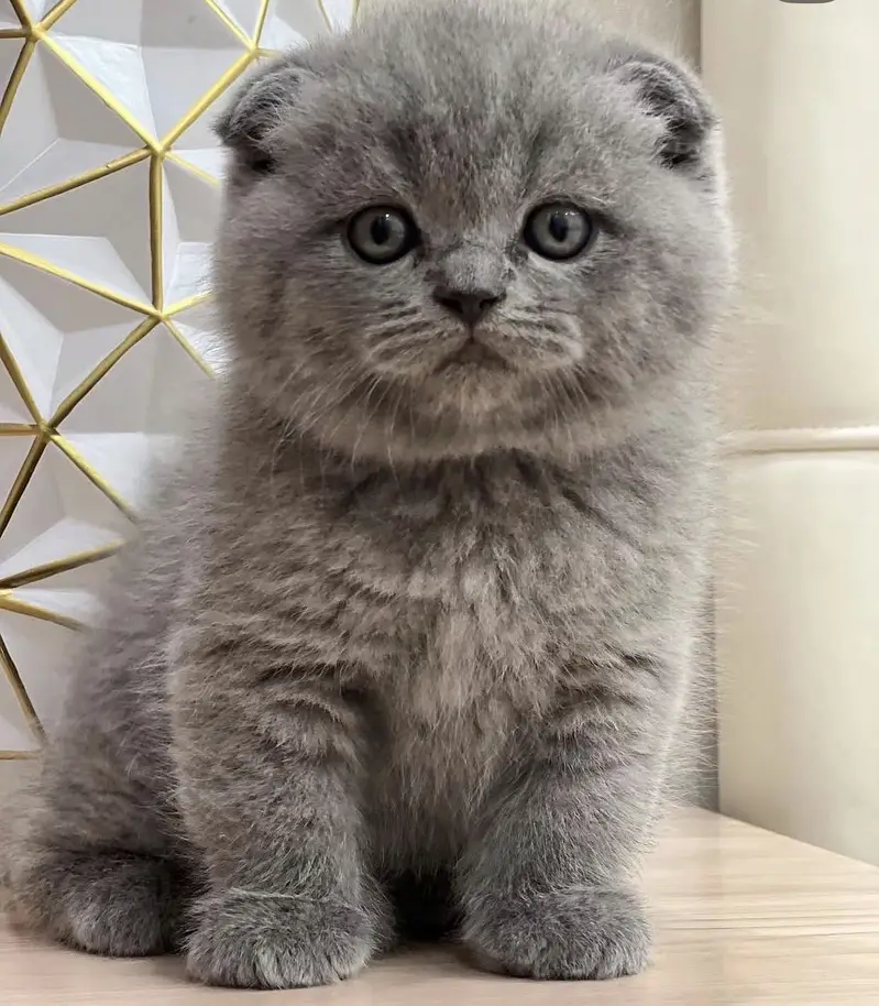 British Shorthair | Scottish Fold | Munchkin | Maine Coon | Bengal — photo 4