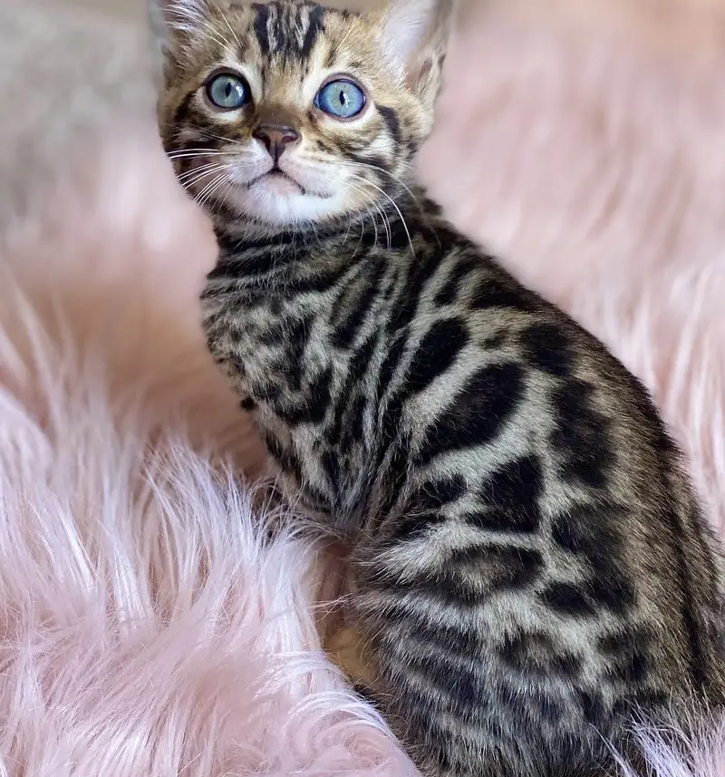 British Shorthair | Scottish Fold | Munchkin | Maine Coon | Bengal — photo 5