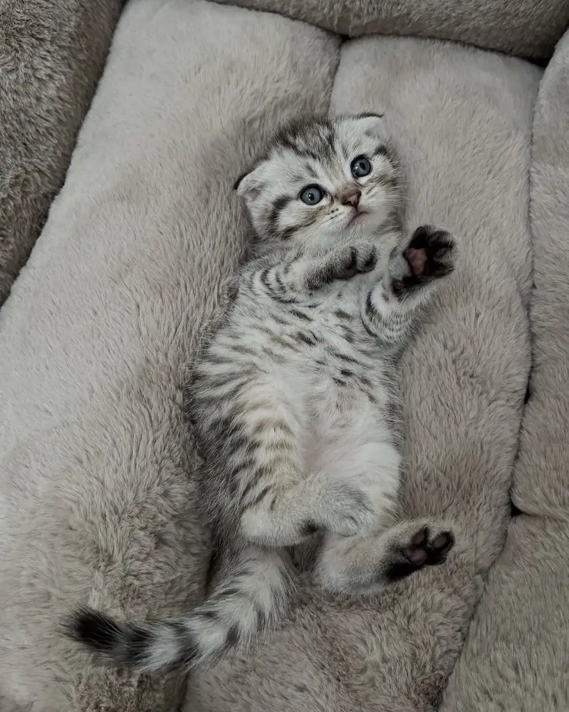 British Shorthair | Scottish Fold | Munchkin | Maine Coon | Bengal — photo 9