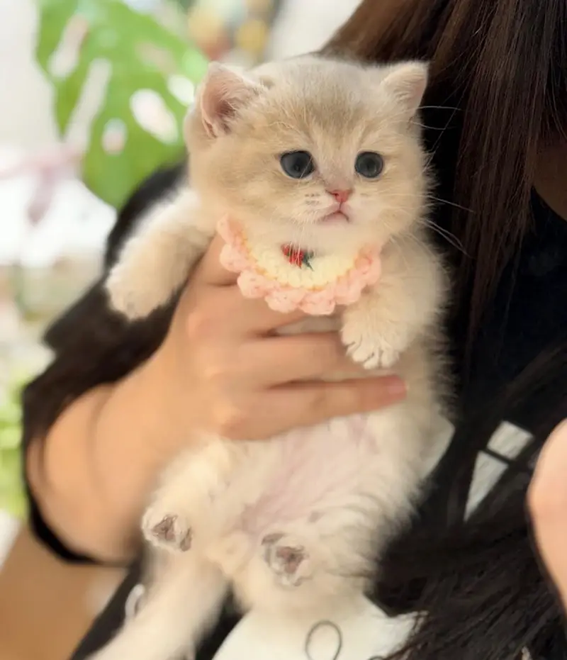 British Shorthair | Scottish Fold | Munchkin | Maine Coon | Bengal — photo 11