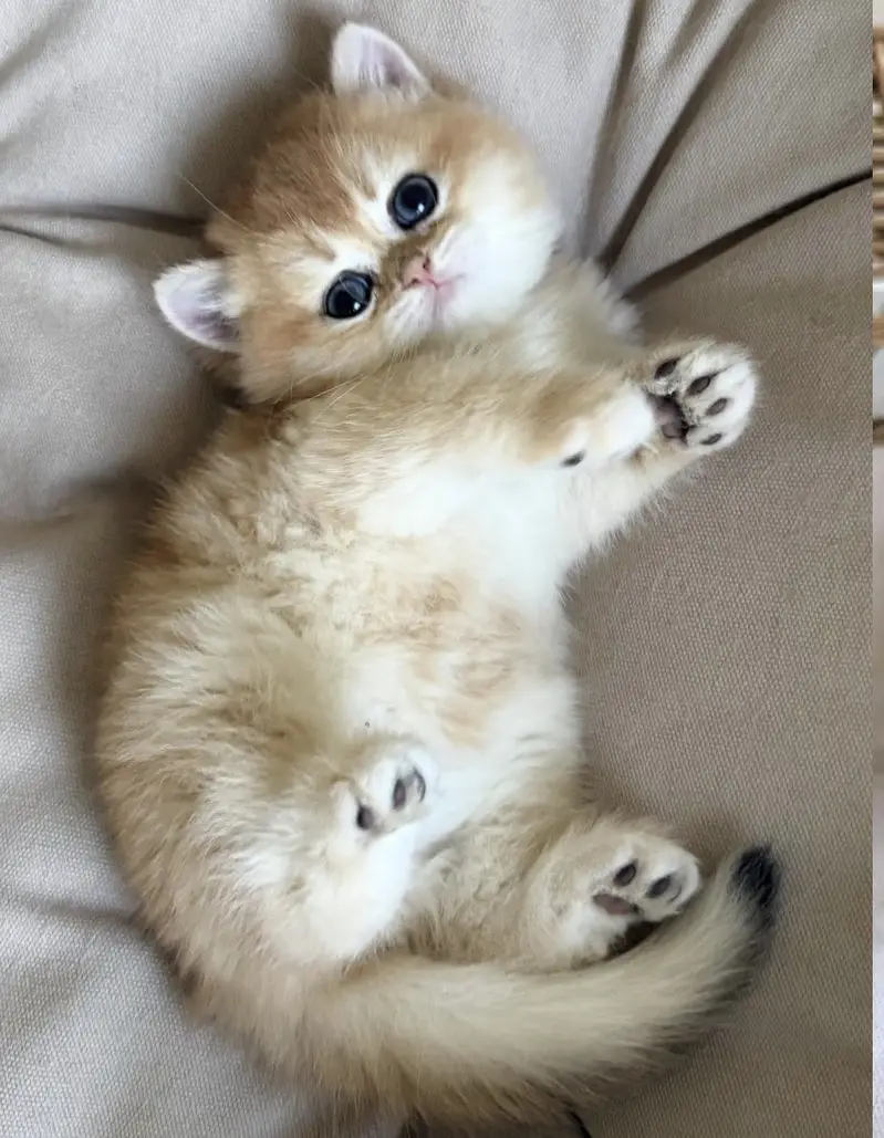 British Shorthair | Scottish Fold | Munchkin | Maine Coon | Bengal — photo 12