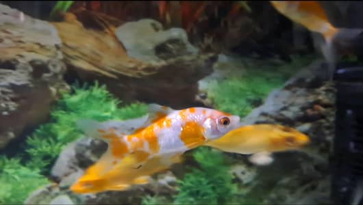 Fishes For Sale