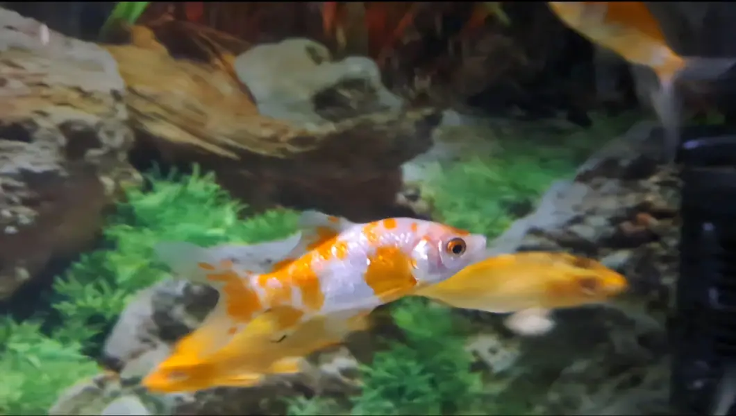 Fishes For Sale