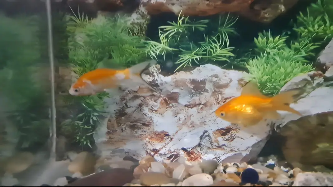Fishes For Sale — photo 2