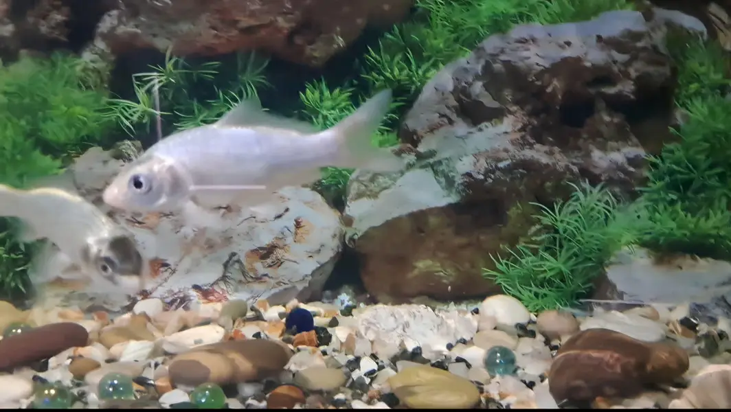 Fishes For Sale — photo 3