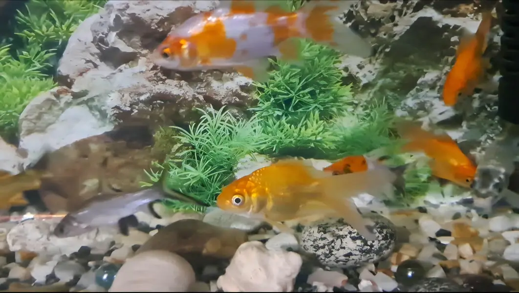 Fishes For Sale — photo 4