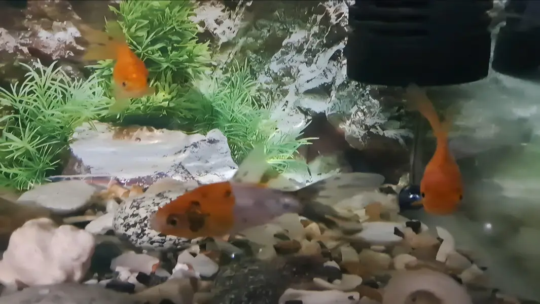 Fishes For Sale — photo 5