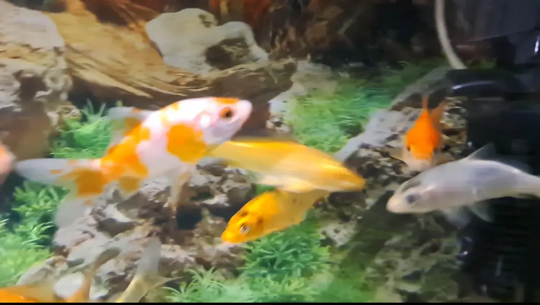 Fishes For Sale — photo 7