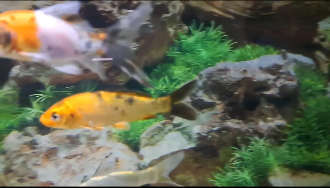 Fishes For Sale — photo 8