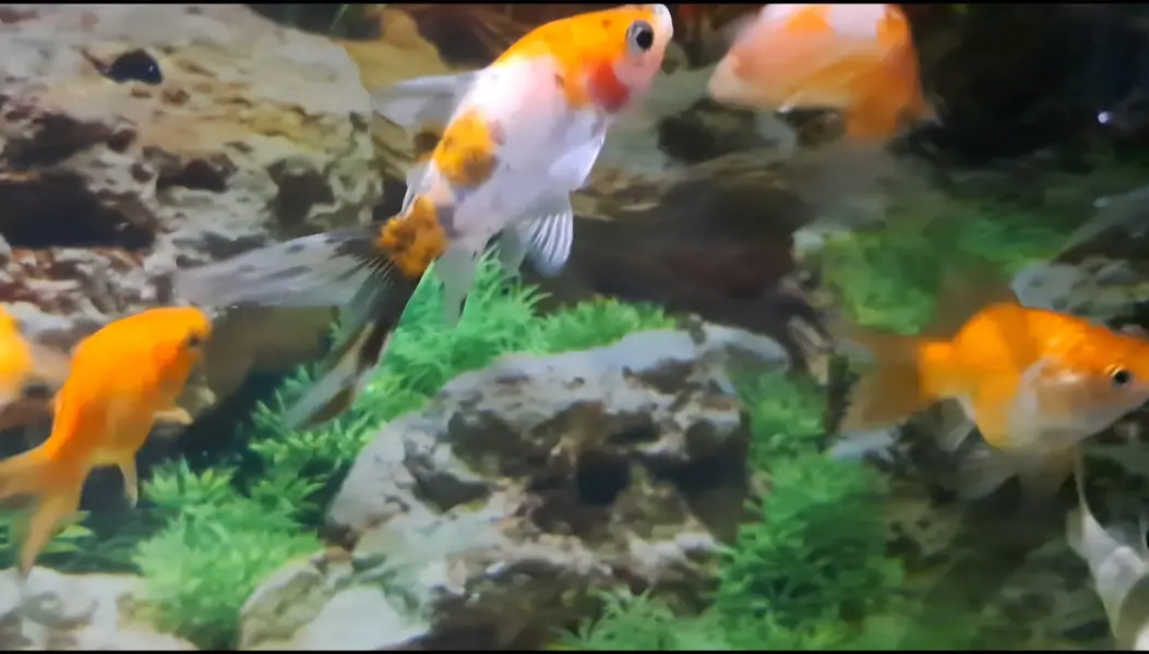 Fishes For Sale — photo 9