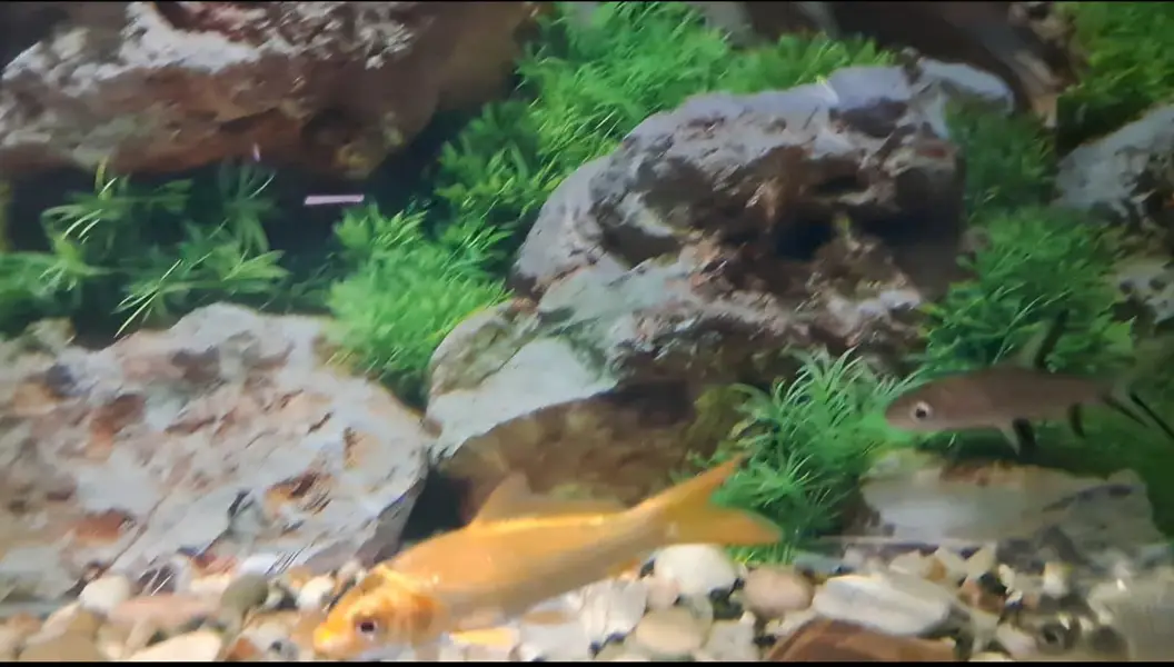 Fishes For Sale — photo 10