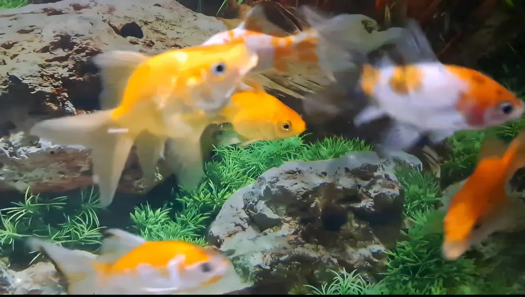 Fishes For Sale — photo 11