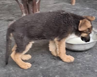 long cort german shepherd male puppy for sale