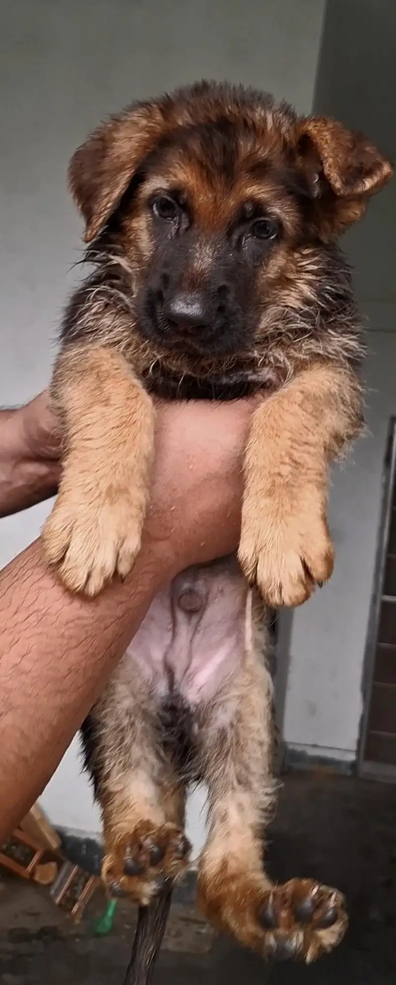 long cort german shepherd male puppy for sale — photo 2