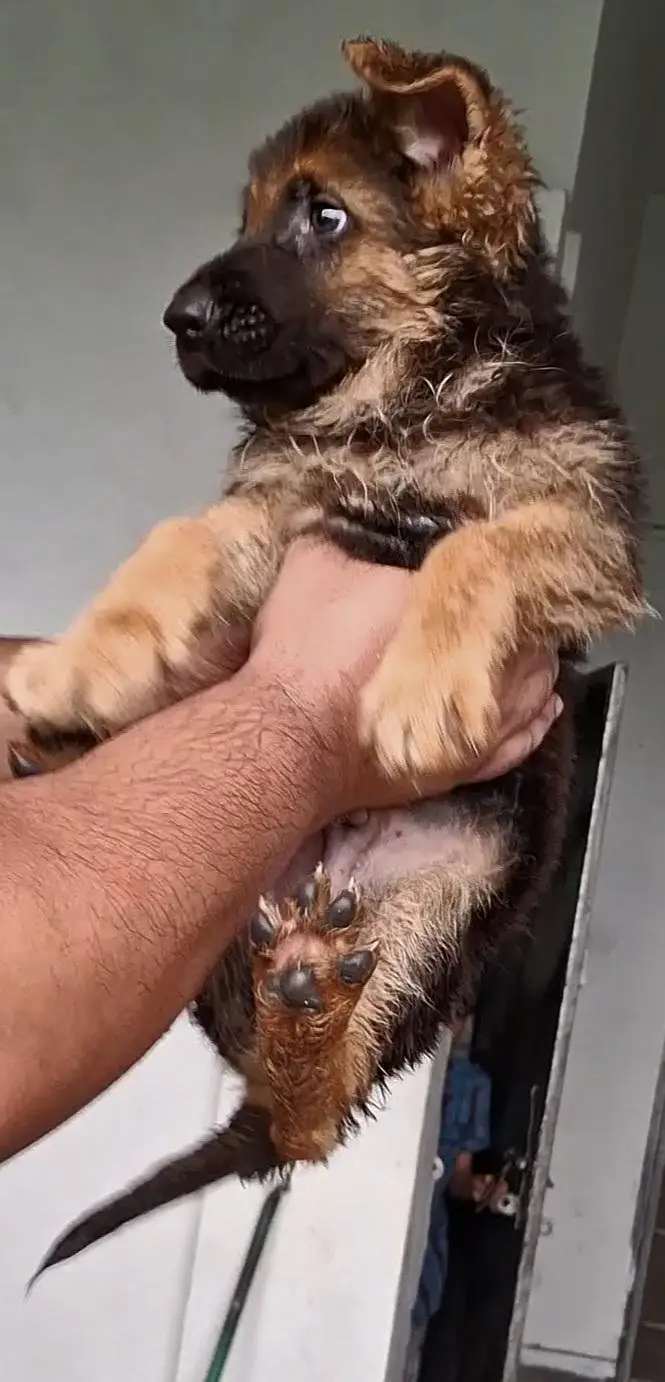long cort german shepherd male puppy for sale — photo 3