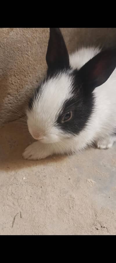 male/female little bunnies
