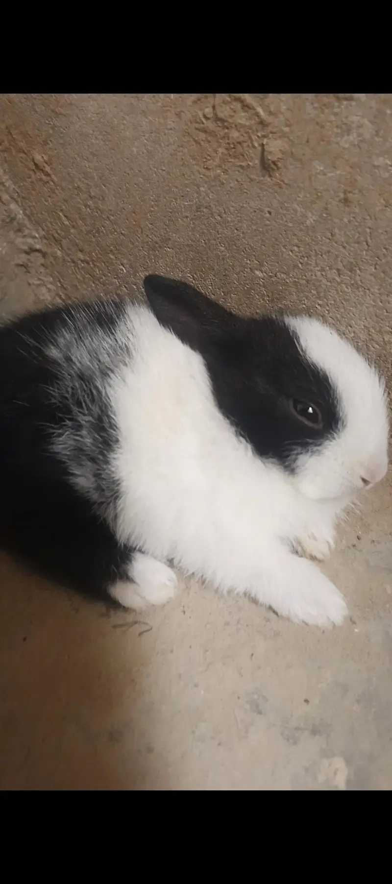 male/female little bunnies — photo 2