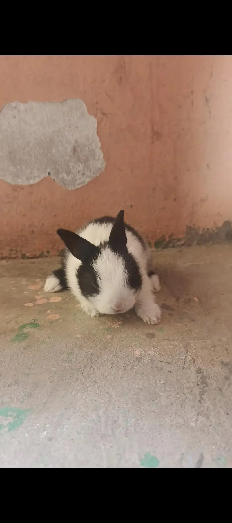 male/female little bunnies — photo 3