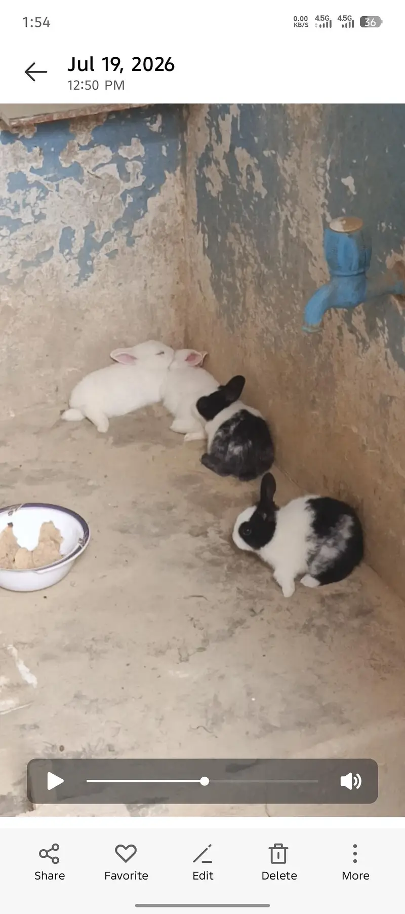 male/female little bunnies — photo 4