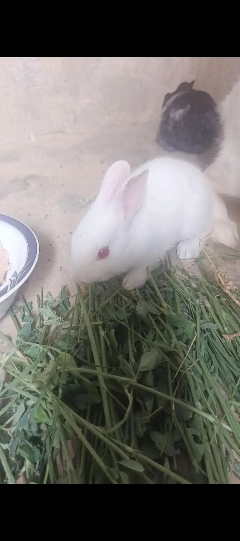 male/female little bunnies — photo 5