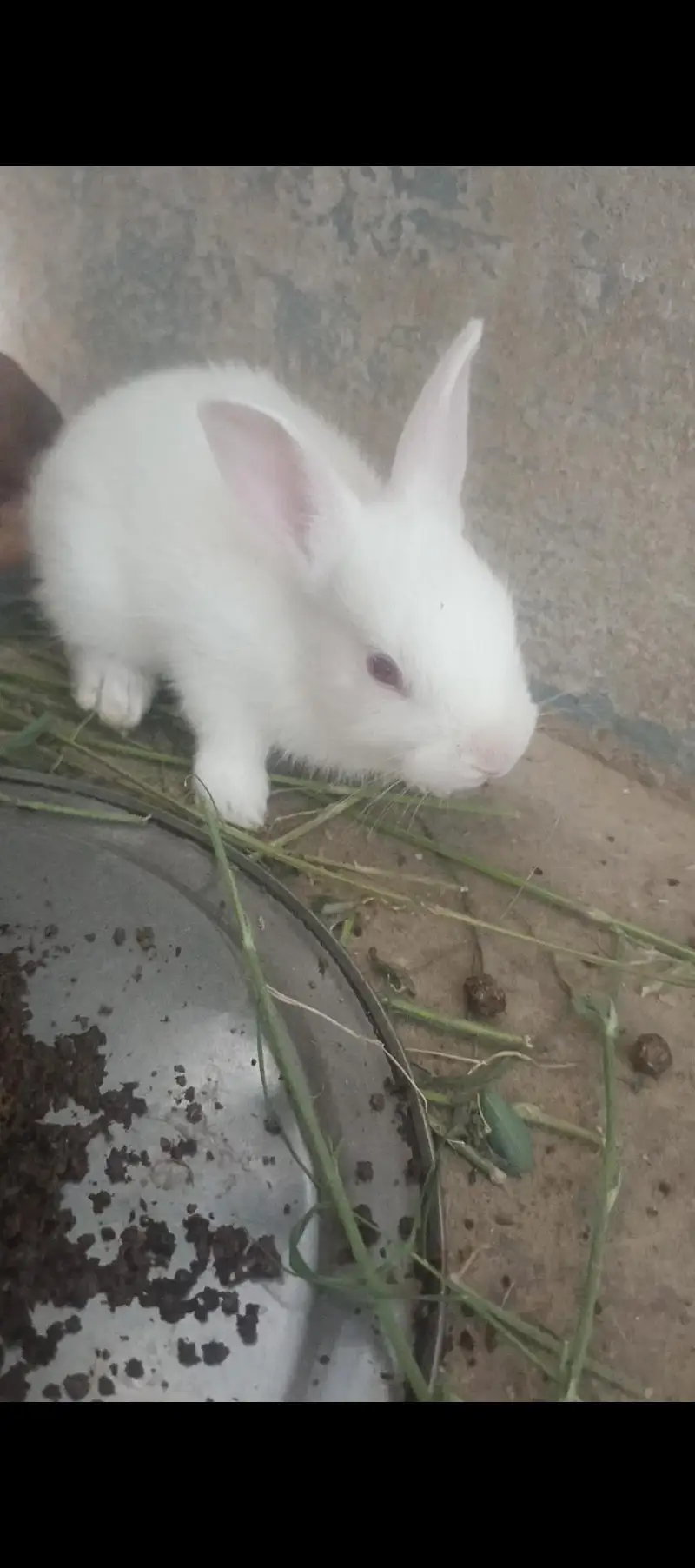 male/female little bunnies — photo 6