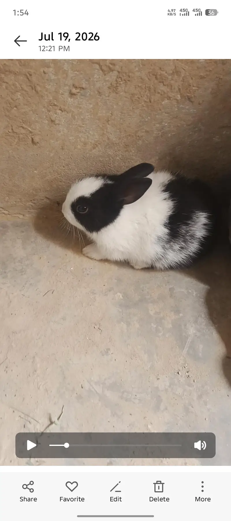 male/female little bunnies — photo 7