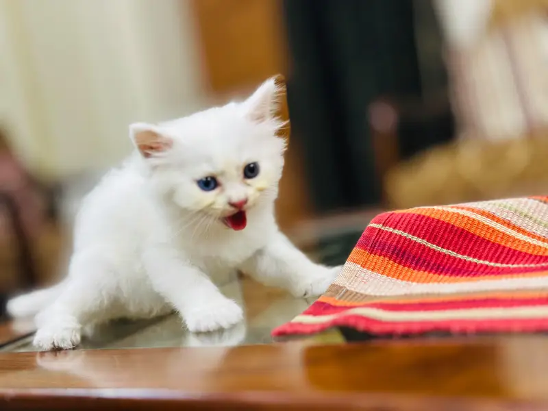 kittens for sale — photo 4