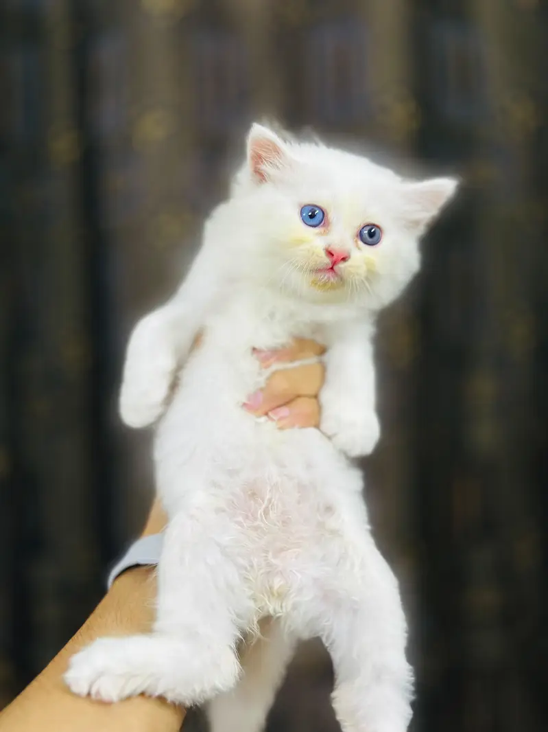 kittens for sale — photo 5