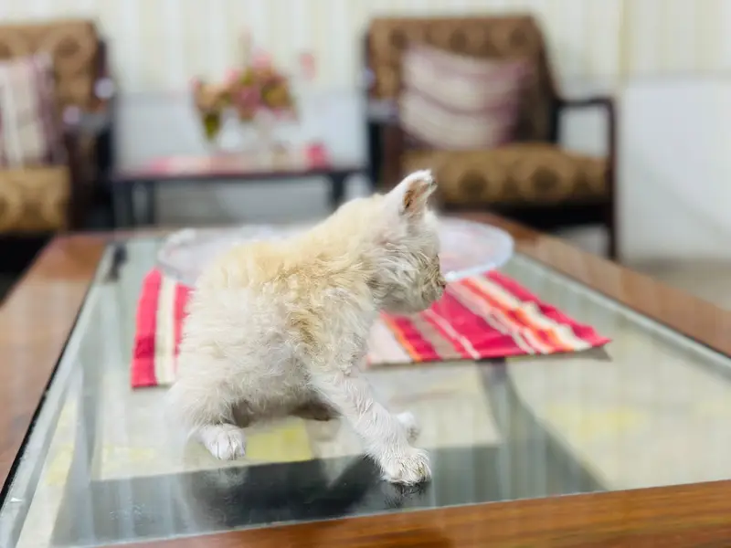 kittens for sale — photo 7