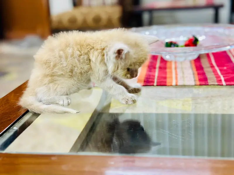 kittens for sale — photo 8