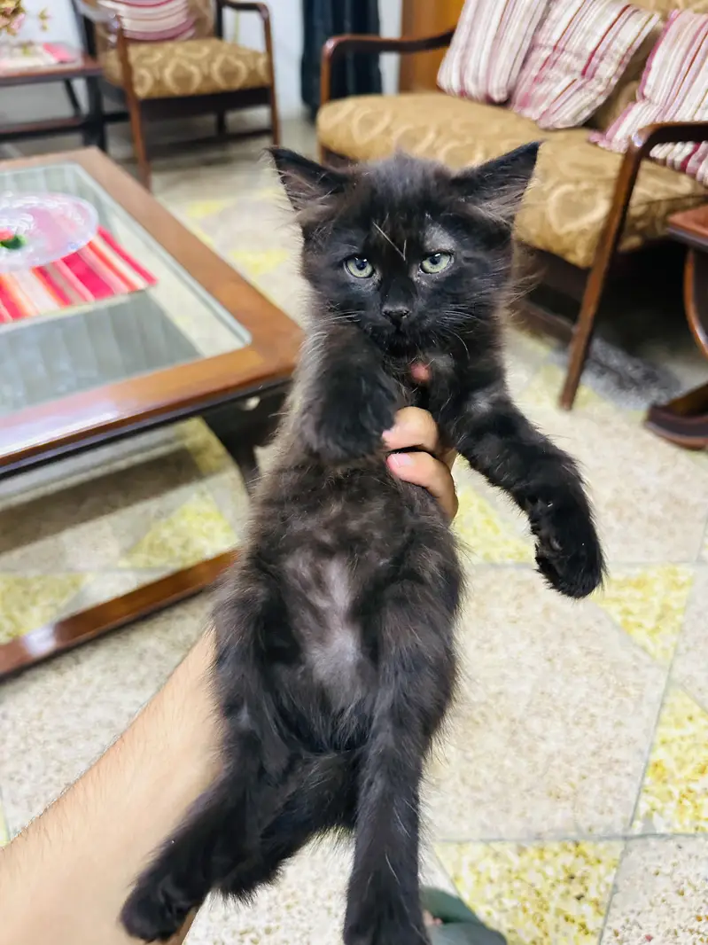 kittens for sale — photo 9